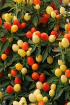 30 seeds Hot Pops Yellow Pepper Swift Horticulture Solutions - $8.99