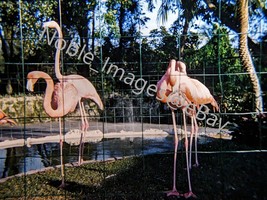 1961 Parrot Jungle Pink Flamingos Close Up View Florida Kodachrome 35mm Slide - £4.27 GBP