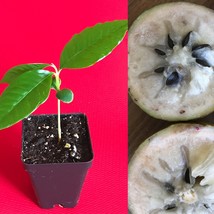 Caimito GREEN Star Apple Chrysophyllum cainito Seedling Plant Potted Fru... - $27.71