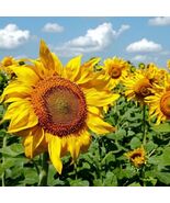 Black Oil Sunflower, Sunflower Heirloom Seeds - $9.25