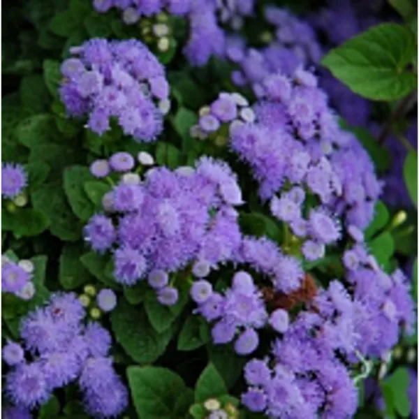 Ageratum Flowers (Blue Mink) Seeds (20+ Seeds) Non Gmo Vegetable Fruit Herb Usa  - £14.43 GBP