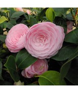 SEPTH Pearl Maxwell Camellia Japonica Live Well Rooted Starter Plant Ver... - $43.28