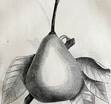 Tyson Pear 1863 Victorian Agriculture Farming Steel Plate Fruit Art DWZ4A - $49.99