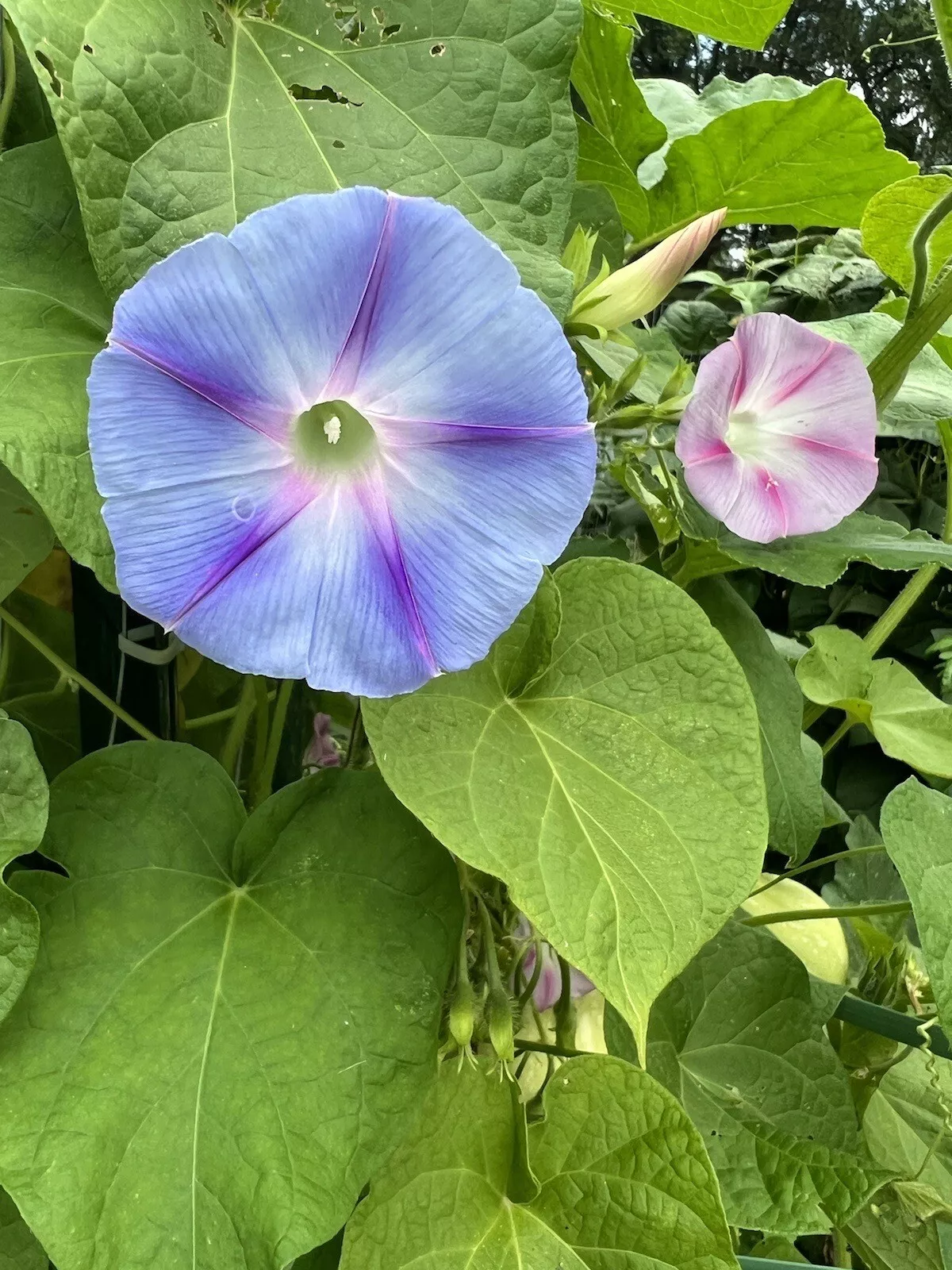 Blue and Pink Morning Glory Vine Seed Mix- Non-GMO / Heirloom - - $2.54