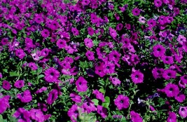 200 Purple Laura Bush Petunia Violacea Violet Perennial Trumpet Flower S... - $12.00