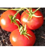 New Yorker Tomato Seeds 50 Ct Vegetable Garden Heirloom Non-Gmo - $8.99