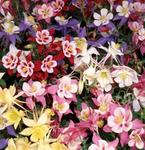 Dwarf Columbine Mix Seeds 200+ Perennial Flower Mixed Colors - £7.90 GBP