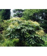 Aralia Chinensis (Chinese Angelica tree) 500 seeds - $17.72