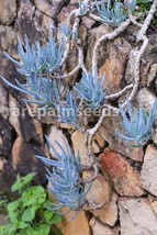 5pcs Blue Chalk Sticks Senecio Mandraliscae Seeds Succulent Garden Plant - $16.92