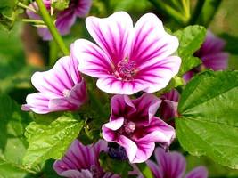 Malva Zebrina Seeds Purple French Hollyhock Mallow Fast Blooms 20 Seeds Ts - £6.38 GBP