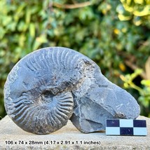 RARE: Pseudolioceras lythense Ammonite Fossil – Lower Lias, Toarcian, Ju... - £45.64 GBP