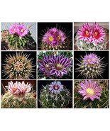MBK Echinofosulocactus Mixed Variety Mix Stenocactus Brain Cactus Seed 1... - $314.29 MXN