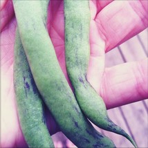 50 Rattlesnake Pole Bean Stringles Purple Phaseolus Vulgaris Vegetable SeedsFrom - $9.90