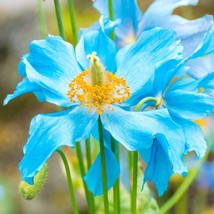 Exotic Blue Himalayan Poppy Seed Pack - Select Your Quantity, Lush Flowe... - £4.38 GBP