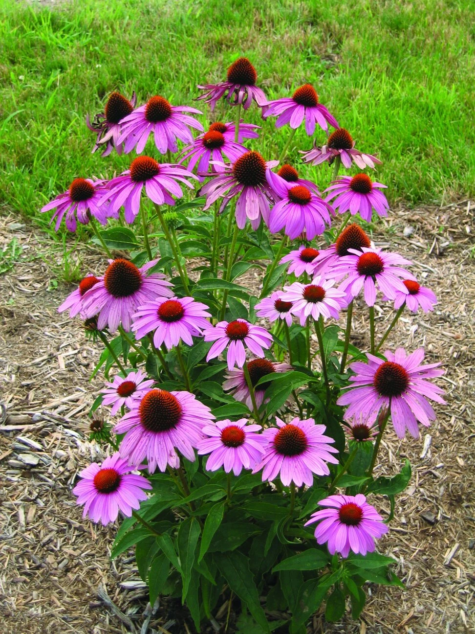 ENCHINACEA PRARIE SPLENDOR DEEP ROSE 100 SEEDS - $7.94