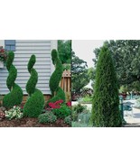 1 EMERALD GREEN Arborvitae 3&quot;pot - (Thuja occidentalis) - £30.31 GBP