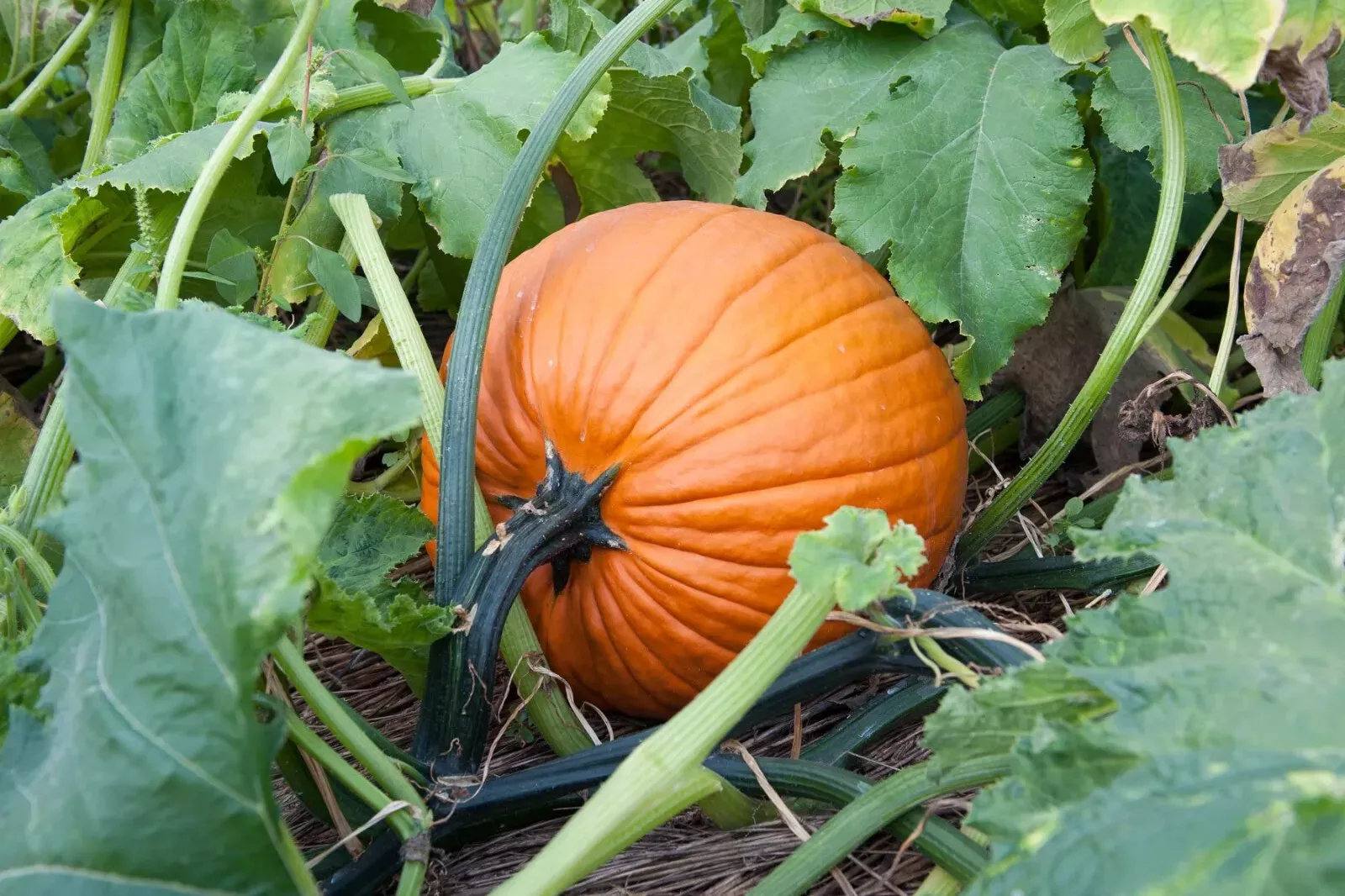 CLK 10 Jack O Lantern Pumpkin Seeds, Halloween Pumpkin, Pumpkin Pie Herb Seeds - £6.55 GBP