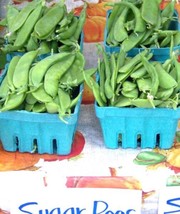 Pea Oregon Sugar Pod Snow 100 Seeds    - $12.00