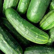 25 Seeds Marketer Cucumber Edible Easy To Grow Beautiful Garden Fresh USA Garden - $12.49