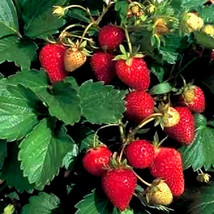 100 Alpine Strawberry Fragaria Vesca Red Fruit White Flower Seeds * - £4.48 GBP