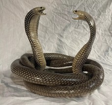 Beautiful Double Cobra Snake Taxidermy - £943.95 GBP