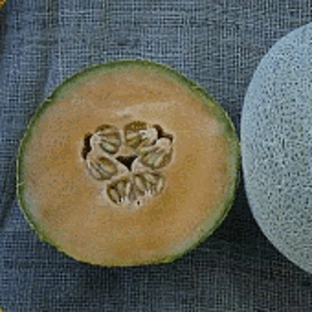25  Planter S Jumbo Melons  (More Heirloom Organic Non GMO Vegetable F S... - $259.62 MXN
