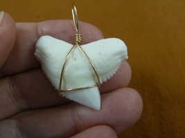 (S6-31) 1-3/8&quot; White TIGER SHARK Tooth gold wired pendant sharks necklace - £62.86 GBP