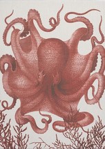 Wall Art Print 19th C Octopus III 47x65 65x47 Coral White Pink - £576.13 GBP