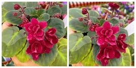 Red African Violet Tomahawk 4” pot flower Potted Live Plant - $59.99