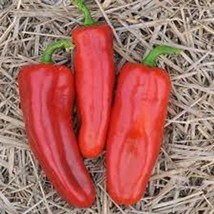 New Marconi Red Peppers 25 Seeds Fresh USA Garden - $9.50