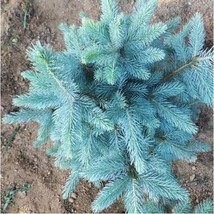 30 pcs Colorado Blue Spruce Tree Seeds Picea pungens Fir Plant FROM GARDEN - £5.17 GBP