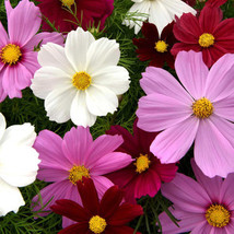 150 Seeds Cosmos Bipinnatus Fairy Tale Dwarf Mix Fresh Seeds - £19.79 GBP