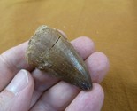 (DF233-159) 1-3/4&quot; Fossil MOSASAURUS Dinosaur tooth Mosasaur dig fossil ... - £20.16 GBP