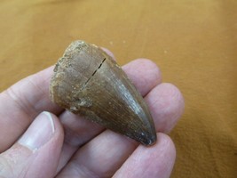 (DF233-159) 1-3/4&quot; Fossil MOSASAURUS Dinosaur tooth Mosasaur dig fossil teeth - £19.84 GBP