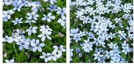 Blue Star Creeper - Isotoma fluviatilis - 3 Seasons of Blooms - Quart Pot - £71.89 GBP
