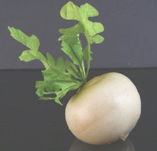 25 Giant White Turnip Seeds-1130A - £3.17 GBP