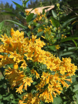 7 Night Blooming yellow jasmine Seeds-1343 - £3.15 GBP