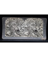 Antique Keystone Co Stereoview Bird Nest &amp; Eggs of Woodcock Nature Rare ... - $241.11 MXN