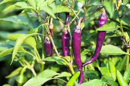 USA SELLER 50 Purple Cayenne Pepper Capsicum Annuum Vegetable Seeds Fast Shippin - £11.56 GBP