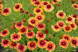 BStore Blanket Flower Perennial Gaillardia Native Wildflower Fresh Non-Gmo 90 Se - $8.59