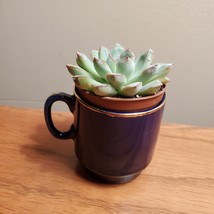 Echeveria Succulent in Miniature Hershey Park Cup, upcycled planter mug garden image 7