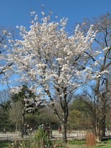 SG Japanese Flowering Cherry (Prunus serrulata) 10 seeds - $4.40