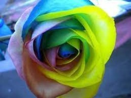 50 PCS Seeds Heirloom &#39;Hot Wheels&#39; 5-color Rose Seedling Flower - $198.74 MXN
