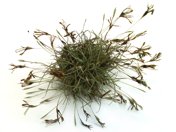 10 Plants - Ball Moss Tillandsia recurvata