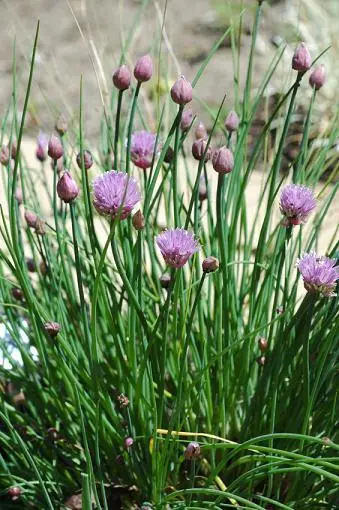 1000 Chive Seeds Spice Chives Herb Seeds - £9.19 GBP