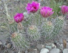 10 Pc Seeds Hedgehog Cactus Plant, Echinocereus fendleri Seeds for Planting | RK - £14.82 GBP