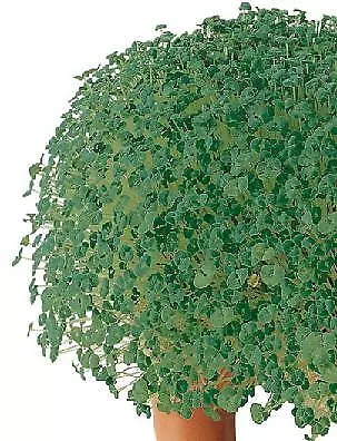 Chia Salvia hispanica 1,000 seeds - $26.48