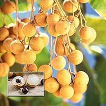 Dragon eye, Longan, Dimocarpus Longan Grafted fruit plant tree || For ho... - $22.00