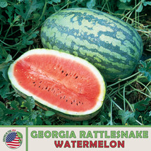 SEPTH 10 Georgia Rattlesnake Watermelon Seeds, Heirloom, Non-GMO, Genuin... - £5.25 GBP