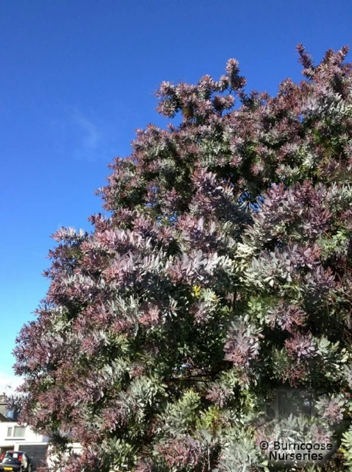 Purple Leaved Acacia Or Baileyana V Purpurea 10 Seeds USA Seller - £6.69 GBP